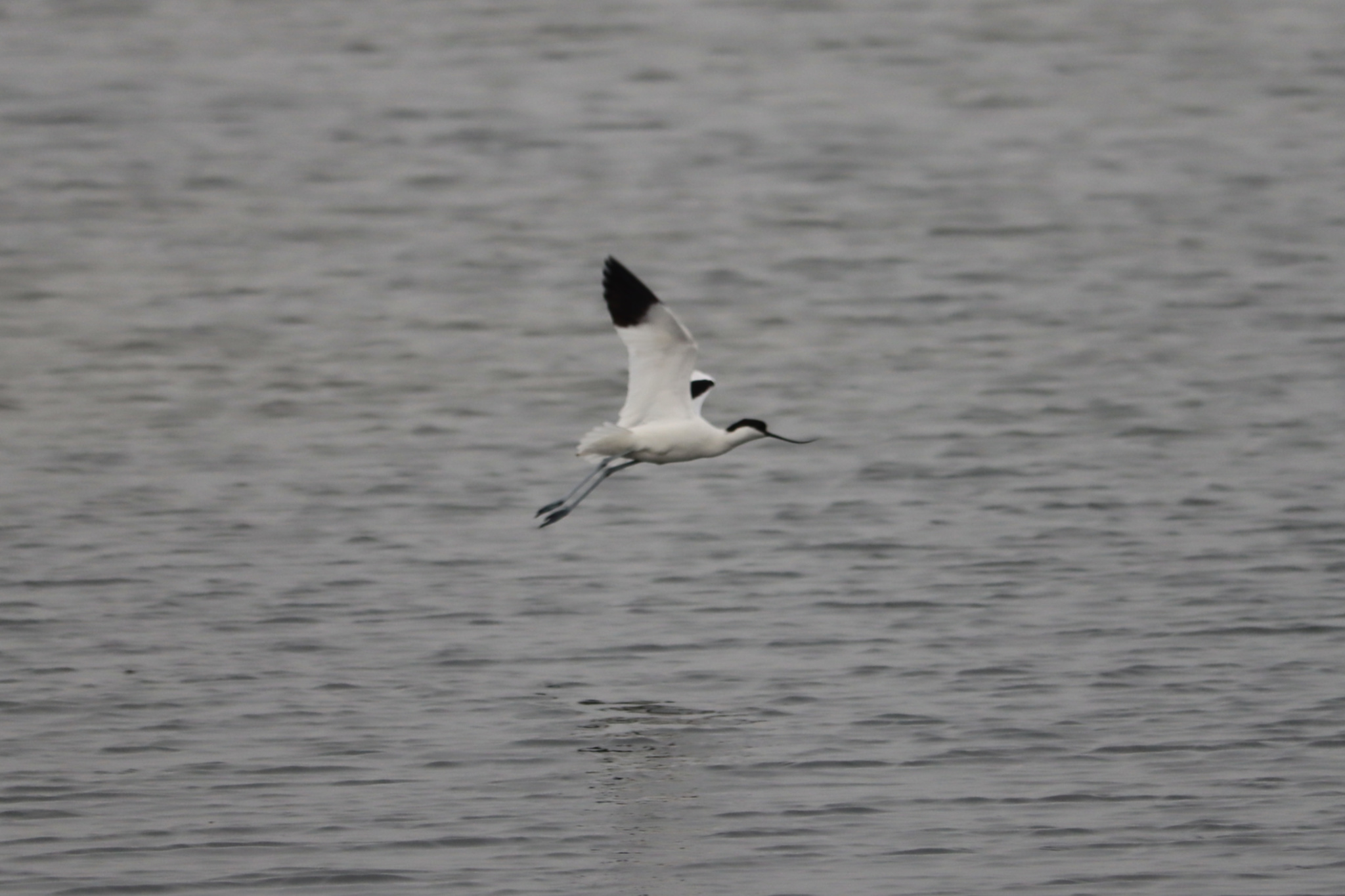Pied Avocet