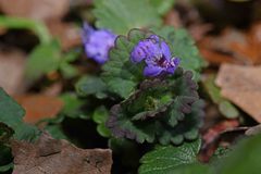 Glechoma hederacea