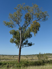 Corymbia clarksoniana
