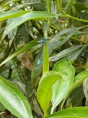 Mesamphiagrion