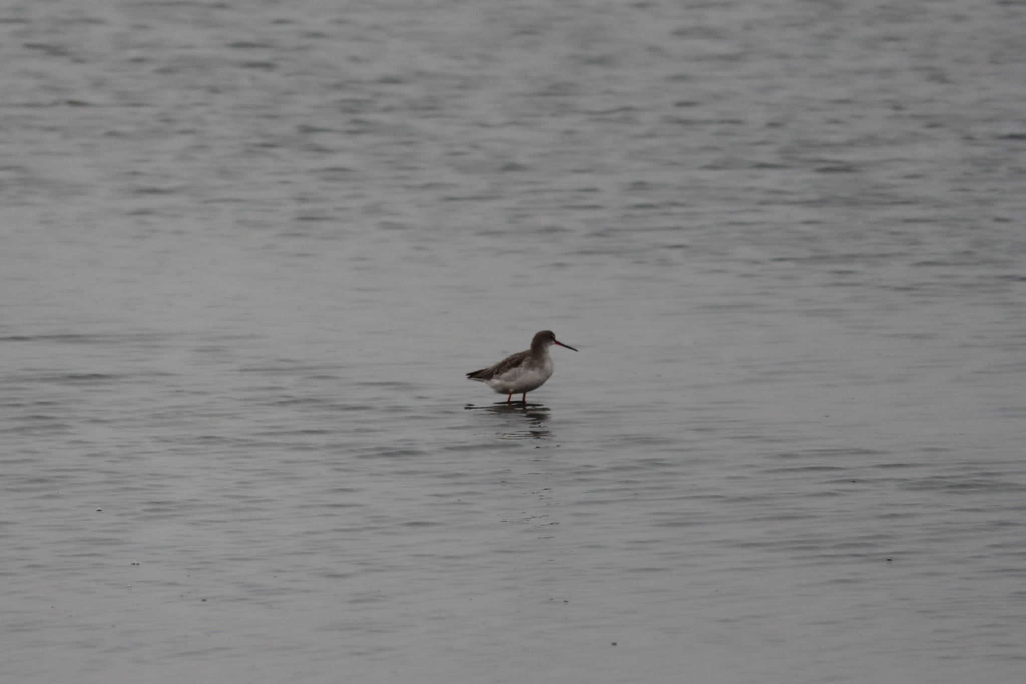 Spotted Redshank