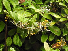 Dilleniaceae