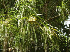 Dracaena americana