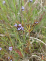 Asperula arvensis