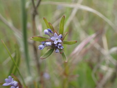 Asperula arvensis
