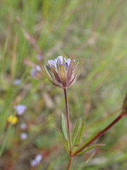 Asperula arvensis