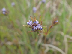 Asperula arvensis