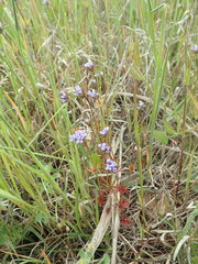 Asperula arvensis