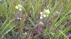 Castilleja rubicundula lithospermoides