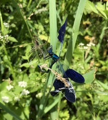 Calopteryx splendens intermedia