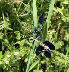 Calopteryx splendens intermedia