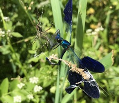 Calopteryx splendens intermedia