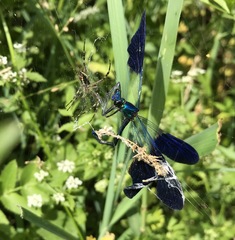 Calopteryx splendens intermedia