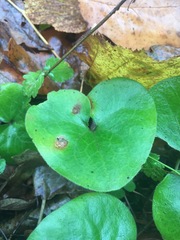 Puccinia asarina