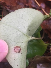 Puccinia asarina