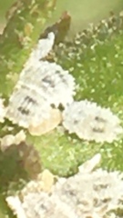 Phenacoccus solenopsis