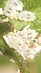 Phenacoccus solenopsis