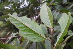 Alniphyllum pterospermum