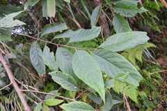 Alniphyllum pterospermum