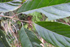 Alniphyllum pterospermum
