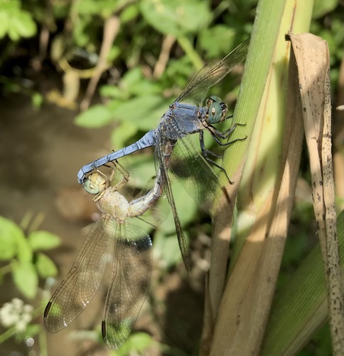 Kleiner Blaupfeil