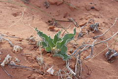 Asclepias macrosperma