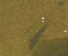 Semotilus corporalis