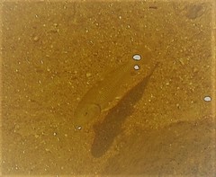 Semotilus corporalis