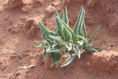 Asclepias macrosperma