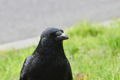 Corvus corone