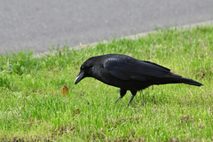 Corvus corone