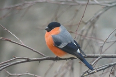 Pyrrhula pyrrhula