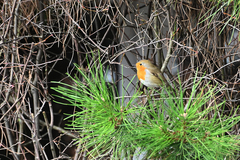 Erithacus rubecula
