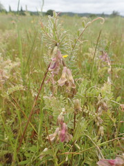 Vicia pannonica