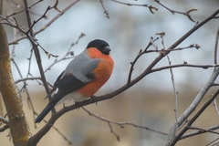 Pyrrhula pyrrhula
