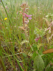 Vicia pannonica