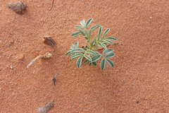 Astragalus pardalinus