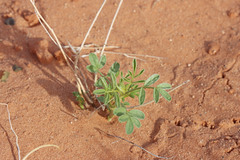 Astragalus pardalinus