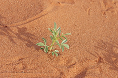 Astragalus pardalinus