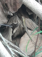 Basiliscus vittatus