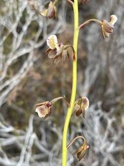 Eulophia bolusii