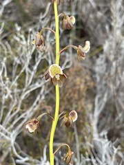 Eulophia bolusii