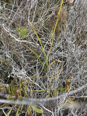 Eulophia bolusii