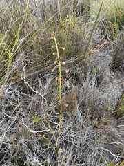 Eulophia bolusii