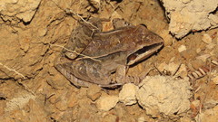 Leptodactylus mystaceus