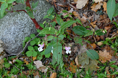 Impatiens glandulifera