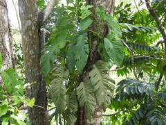 Monstera acuminata