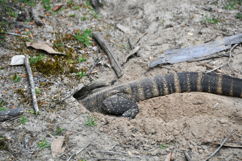 Heath Monitor, Varanus rosenbergi