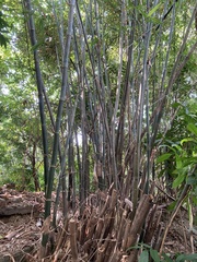 Bambusa dolichoclada