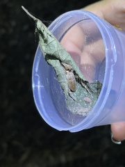 Kapogea sellata